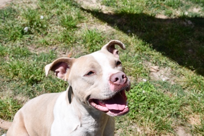 taz