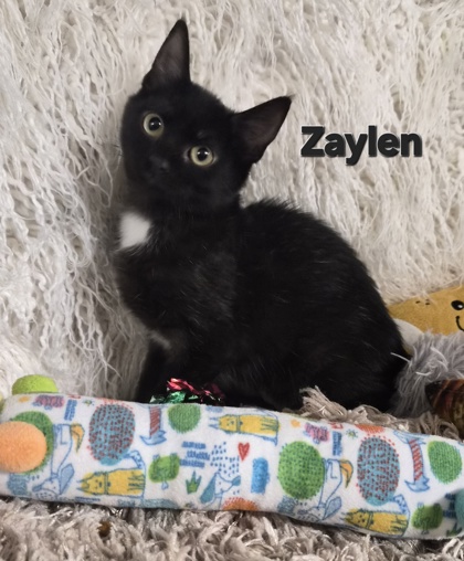 Zaylen