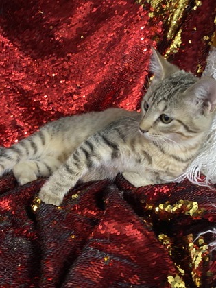 Snickers @ PetSmart Conway 2