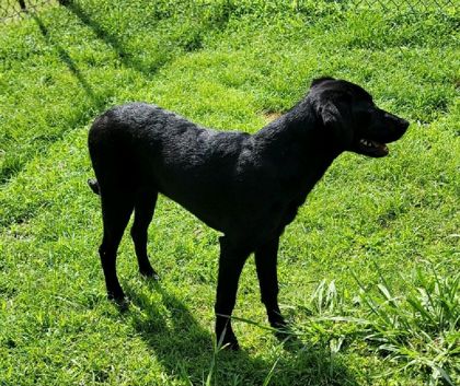 Kiba 3