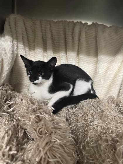 Strawberry @ PetSmart 3