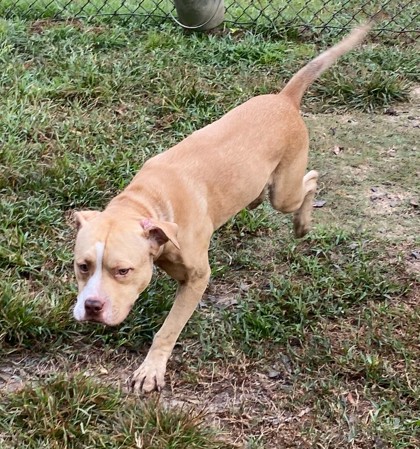 Chico 3