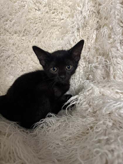Bruce @ PetSmart