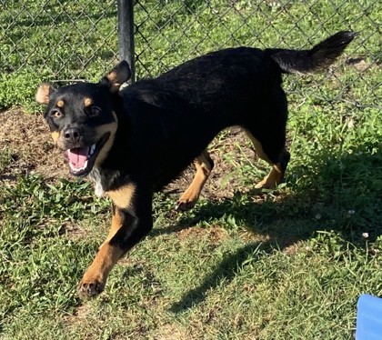 Hot Sauce