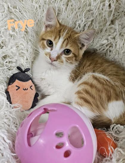 Frye