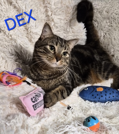 Dex