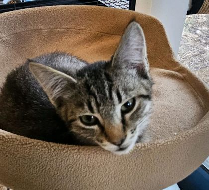 Tobias 2