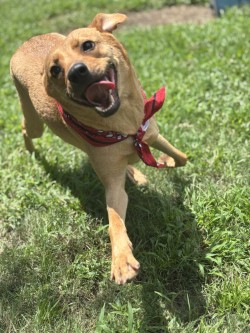 Cora