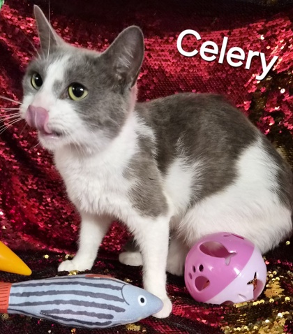 Celery