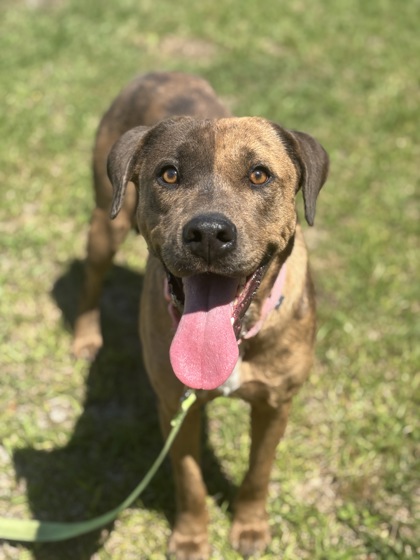 Dixie 3