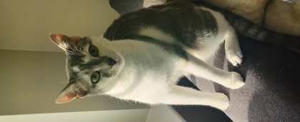 Charlie 2