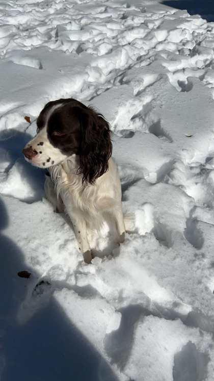 Moose