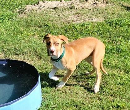 Bailey   (Green Collar) 3