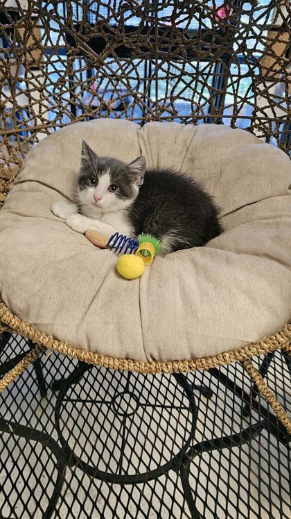 swig @ petsmart