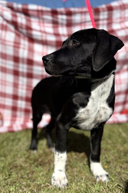 Beast (@ Playcard Event) 2