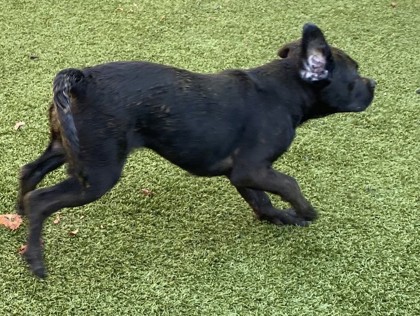 Kessie 2