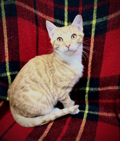 Pumpkin (@Petsmart) 3