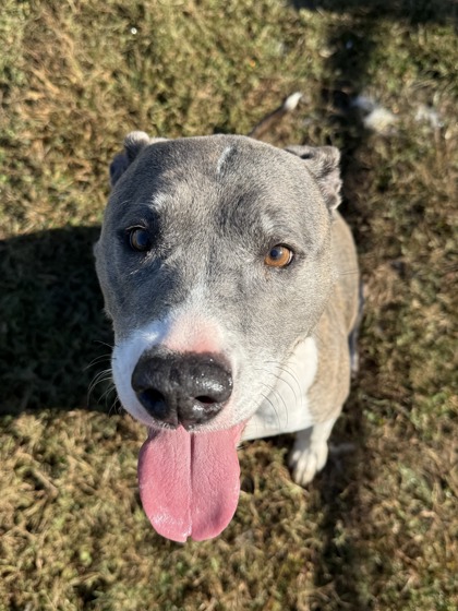 Mrs. Potato Head(HW+)