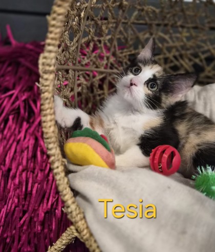 Tesla @ PetSmart