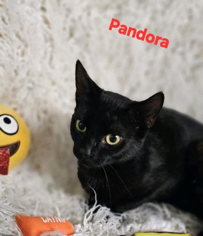 Pandora 2