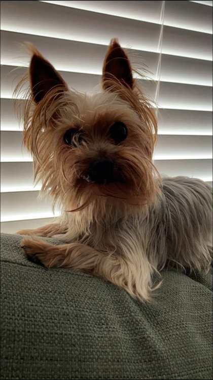Daisydoo
