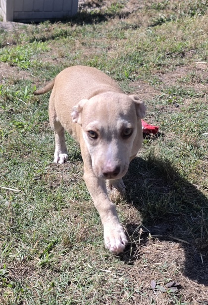 Rufus 3
