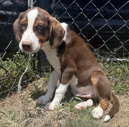 Tree 2