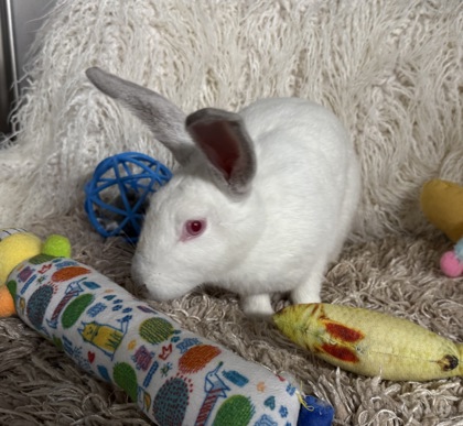 Bunny 2
