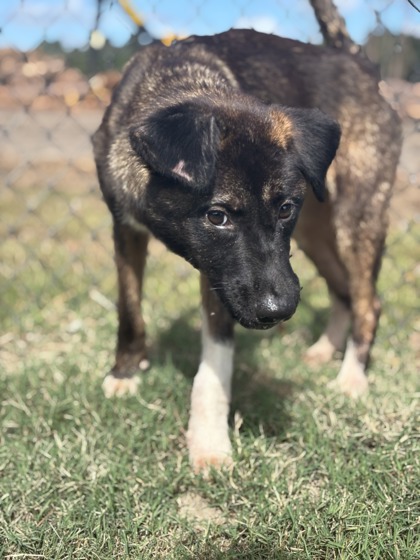 Kaya