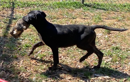 Cane 3