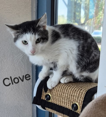 Clove @ PetSmart