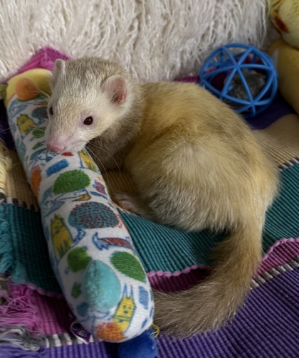 Frodo