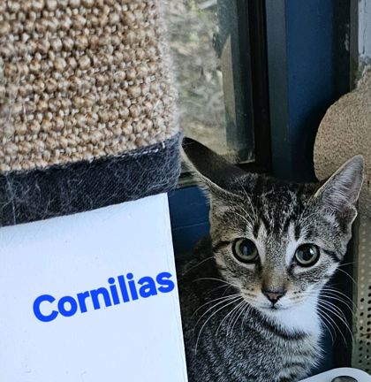 Cornilias @ PetSmart