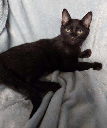 Binx 3