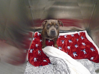 RAX - American Pit Bull Terrier / Mix available for adoption