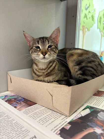 LOTTIE - Domestic Shorthair / Mix for adoption in Fort Worth