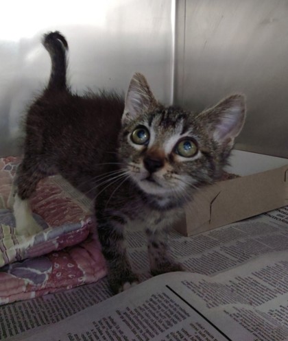 DAWN - Domestic Shorthair / Mix available for adoption
