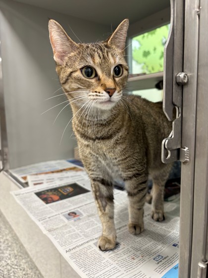 WILLOW - Domestic Shorthair / Mix for adoption in Fort Worth