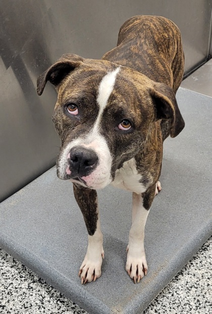 MILLIE - American Pit Bull Terrier / Mix for adoption in Fort Worth