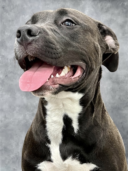 WENDY - American Pit Bull Terrier / Mix available for adoption