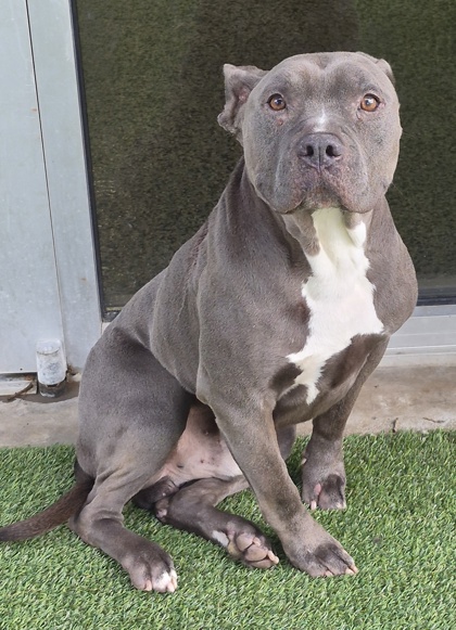 BLUE - American Pit Bull Terrier / Mix available for adoption