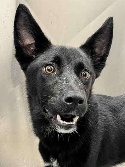 FOXY - Shepherd / Mix available for adoption