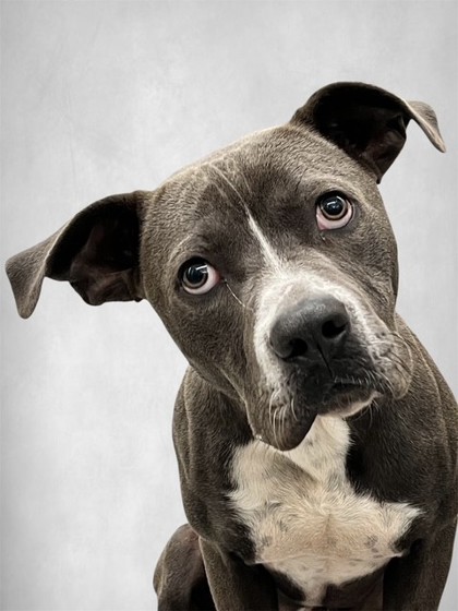 REGGIE - American Pit Bull Terrier / Mix available for adoption