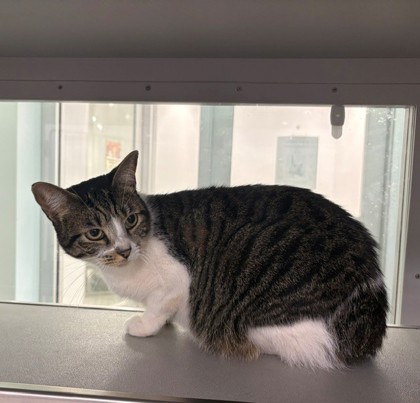 CLEO - Domestic Shorthair / Mix available for adoption