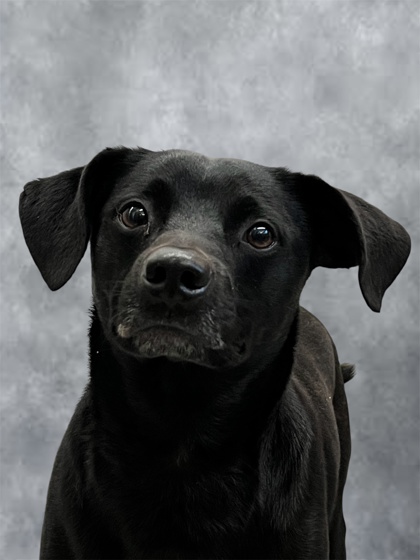 COOPER - Mixed Breed, Medium (up to 44 lbs fully grown) / Mix for adoption in Fort Worth