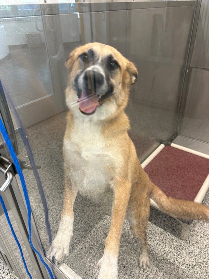 JUNIE - German Shepherd / Labrador Retriever available for adoption