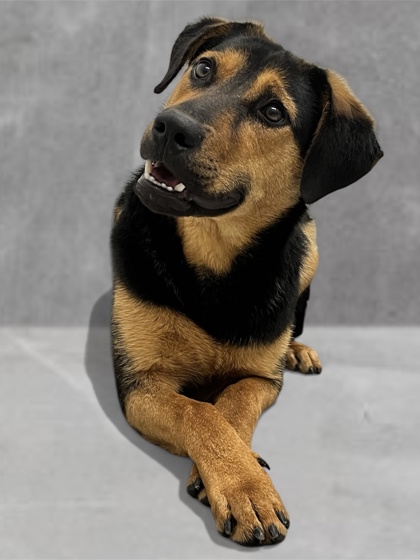 LOLA - Shepherd / Mix for adoption in Fort Worth