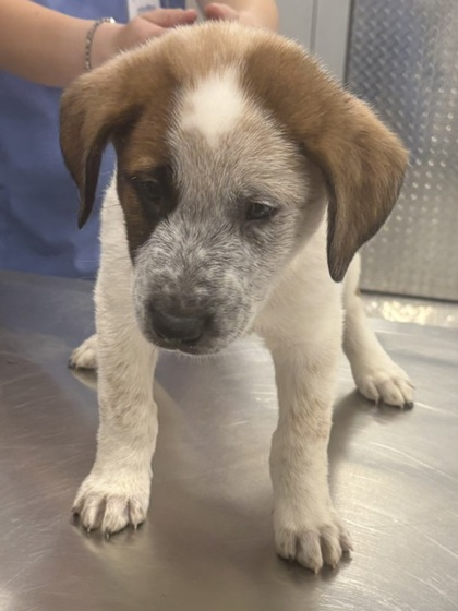 FRAPPE - Mixed Breed, Large (over 44 lbs fully grown) / Mix available for adoption