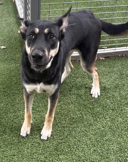 HERA - German Shepherd / Mix for adoption in Fort Worth