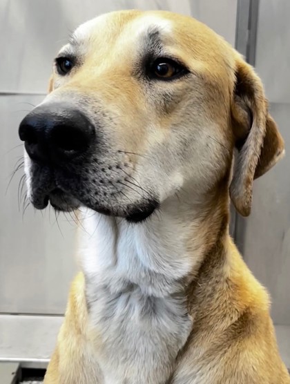 LUCKY - Rhodesian Ridgeback / Labrador Retriever for adoption in Fort Worth